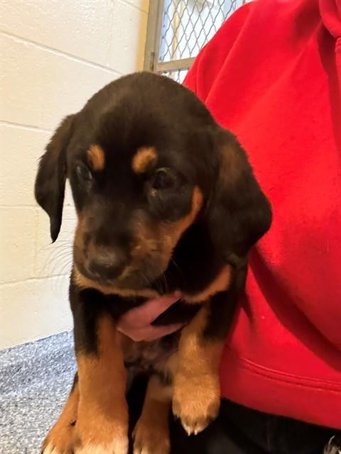 BOSS, Adoptable, Puppy Male Treeing Walker Coonhound & Mixed Breed.