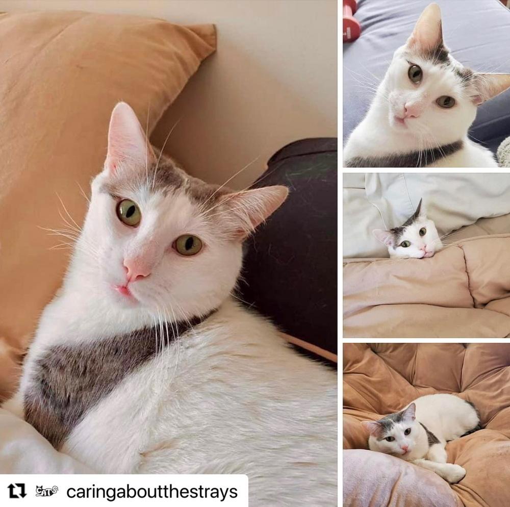 Dominic, Adoptable, Young Male Domestic Short Hair.