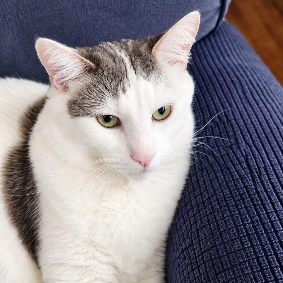 Dominic, Adoptable, Adult Male Domestic Short Hair.