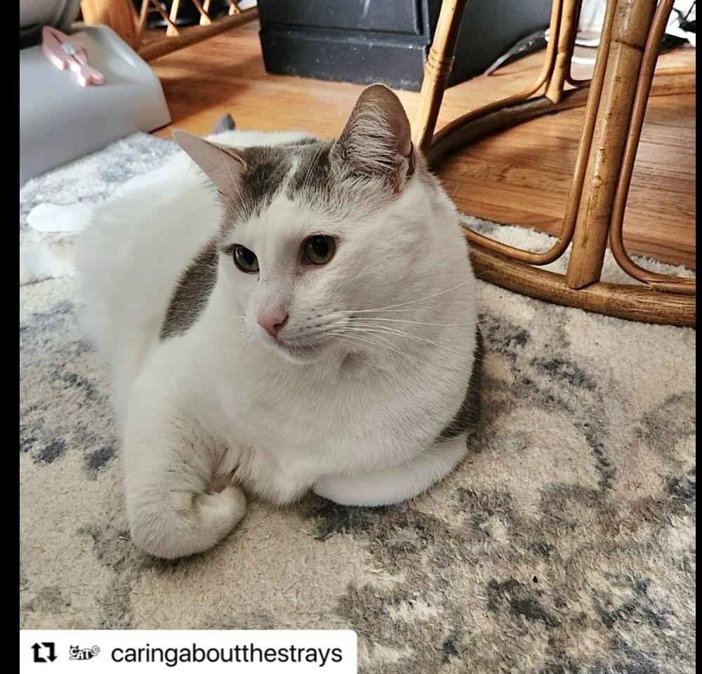 Enlarge Dominic, a Adoptable Domestic Short Hair in Westwood, NJ image 2/6