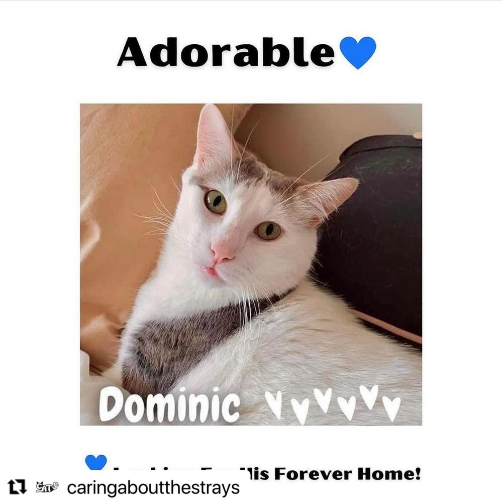 Dominic, Adoptable, Young Male Domestic Short Hair.