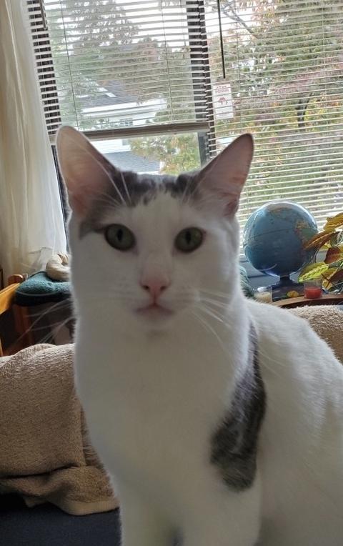 Enlarge Dominic, a Adoptable Domestic Short Hair in Westwood, NJ image 6/6