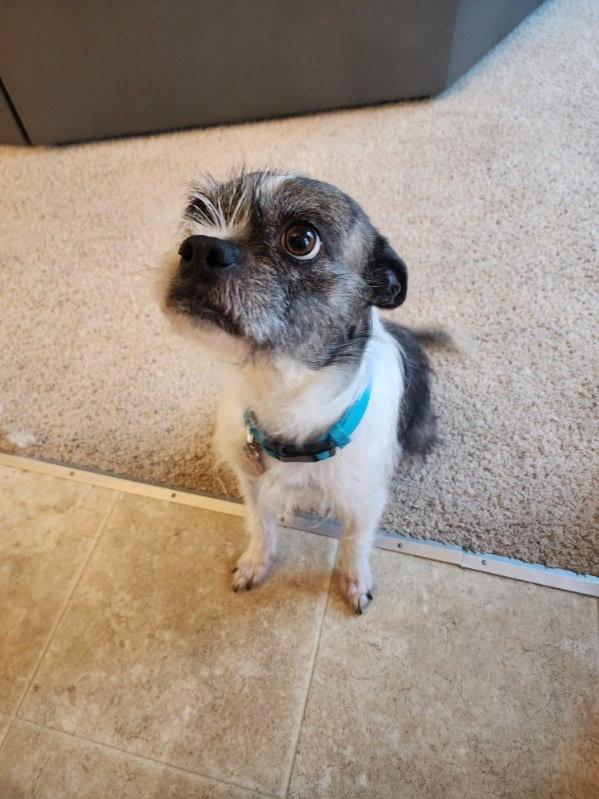 Enlarge Luna, an adopted mixed breed in Gig Harbor, WA image 1/3