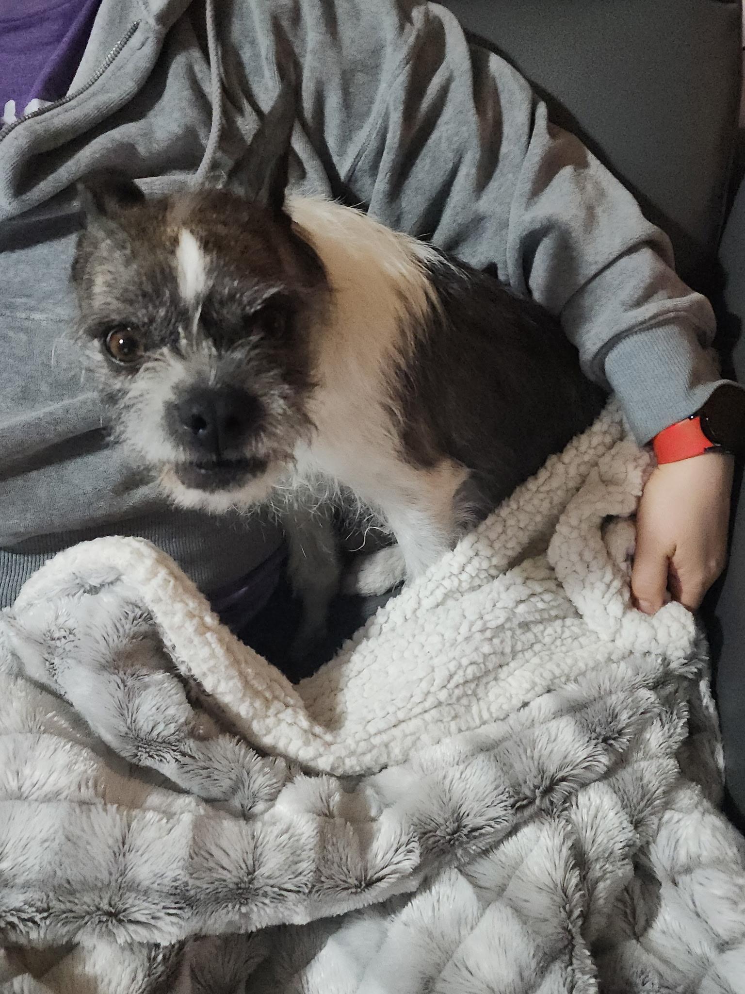 Enlarge Luna, an adopted mixed breed in Gig Harbor, WA image 3/3