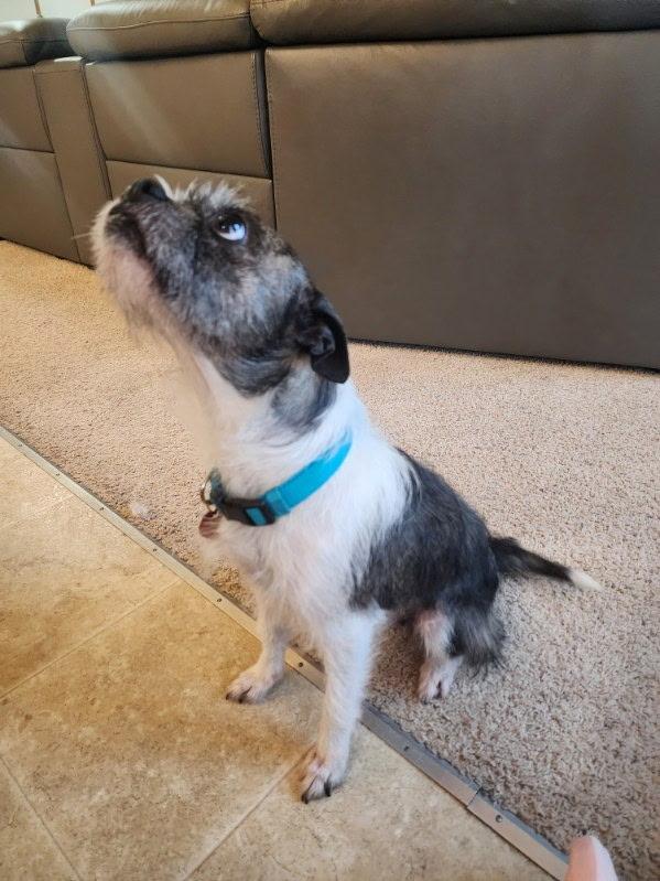 Enlarge Luna, an adopted mixed breed in Gig Harbor, WA image 2/3