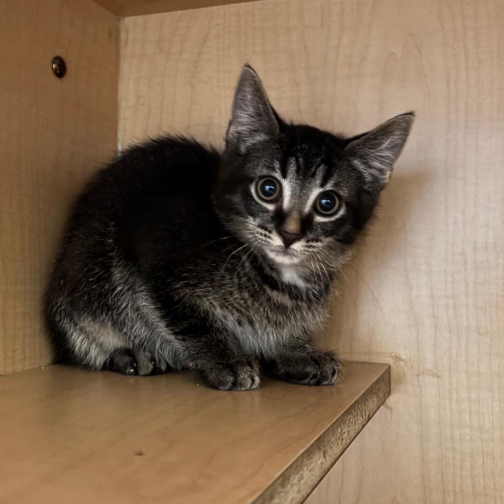Irwin, Adoptable, Kitten Male Domestic Short Hair.