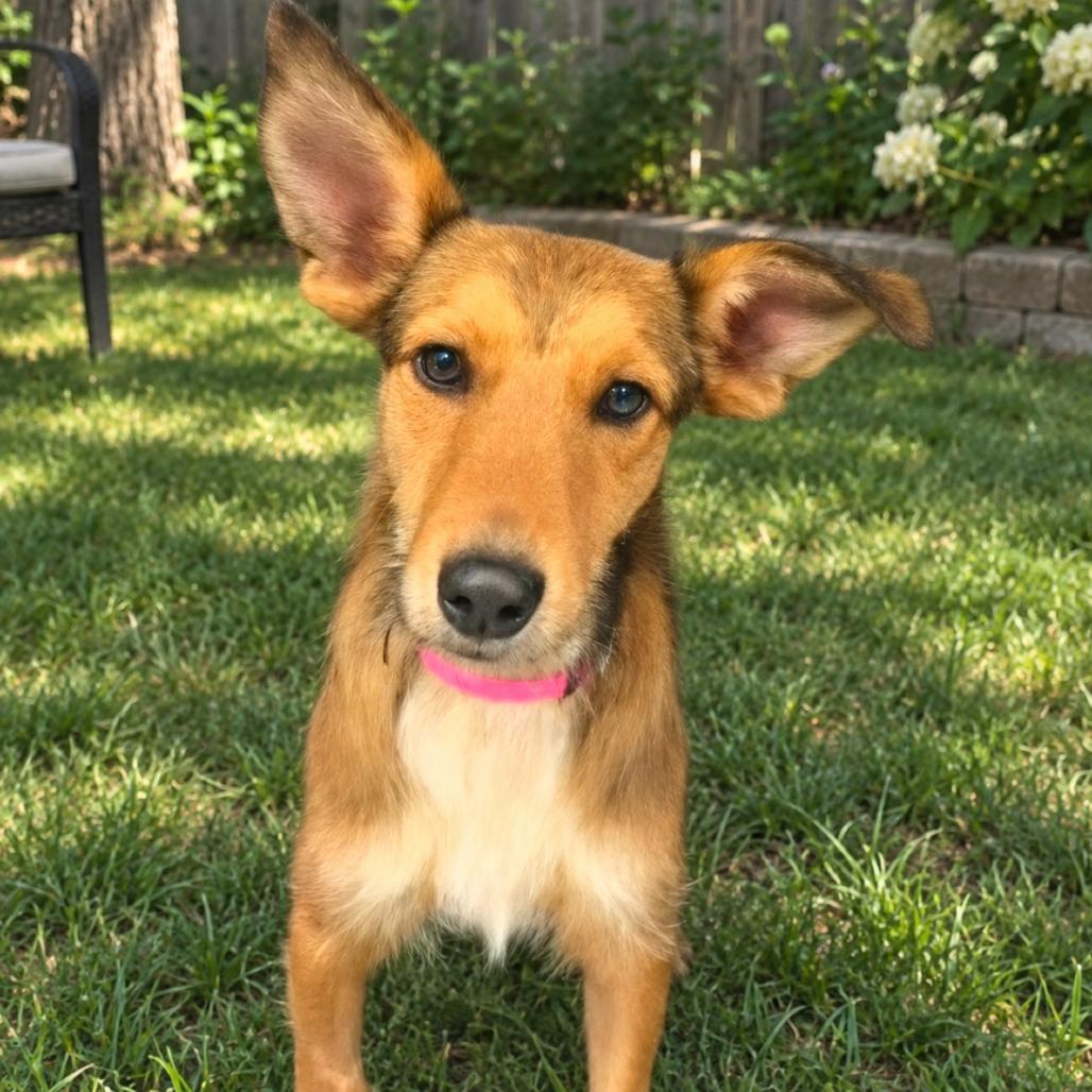 CT Yara, Adoptable, Young Female Terrier & Mixed Breed.
