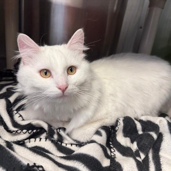Enlarge SHAGGY, an adopted Domestic Long Hair in La Crescent, MN image 1/2