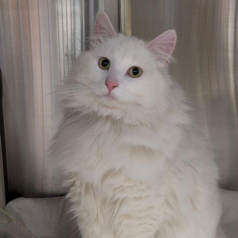 Enlarge SHAGGY, an adopted Domestic Long Hair in La Crescent, MN image 2/2