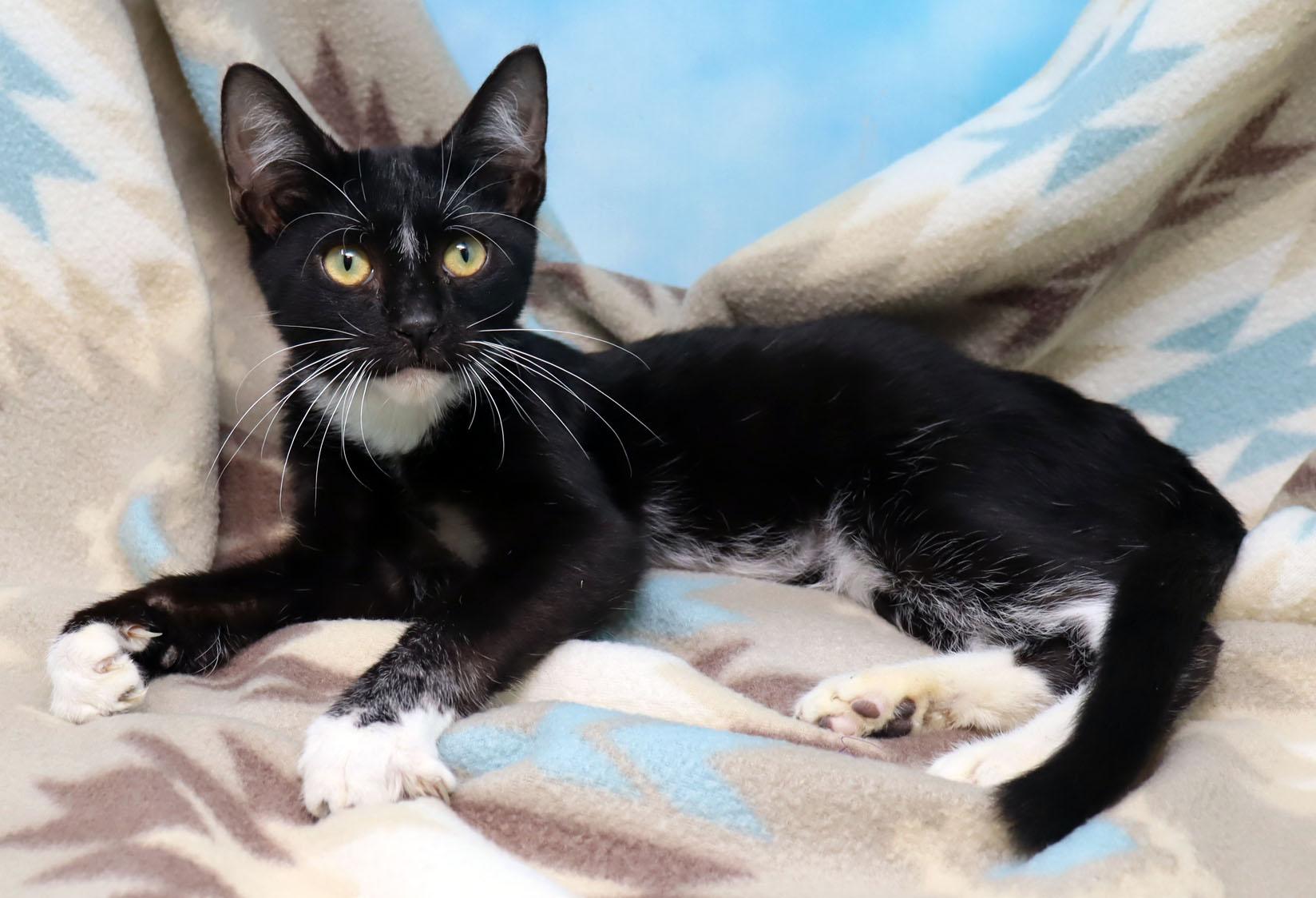Enlarge Armani, an adopted Domestic Short Hair in Tierra Verde, FL image 2/4