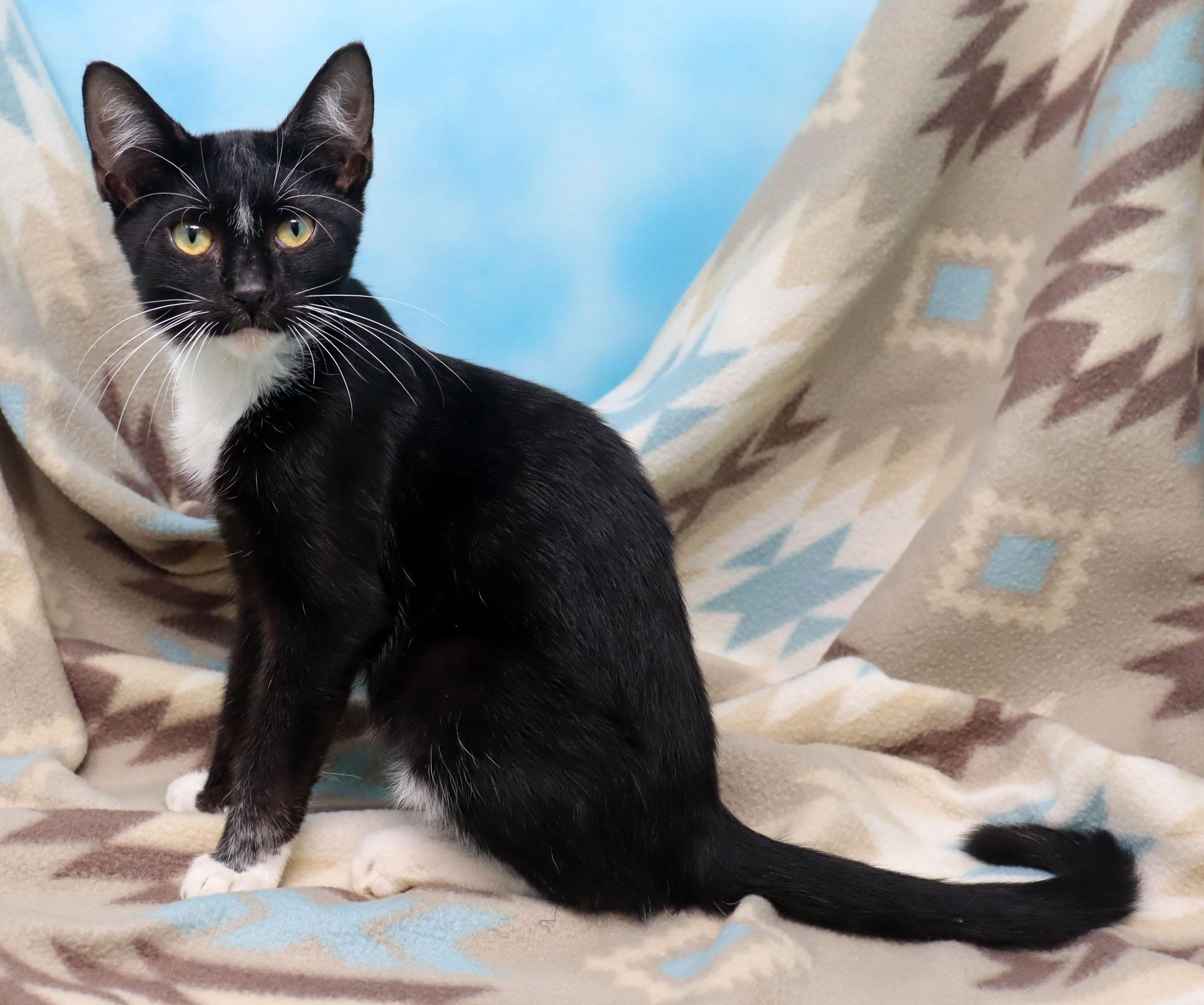Enlarge Armani, an adopted Domestic Short Hair in Tierra Verde, FL image 3/4