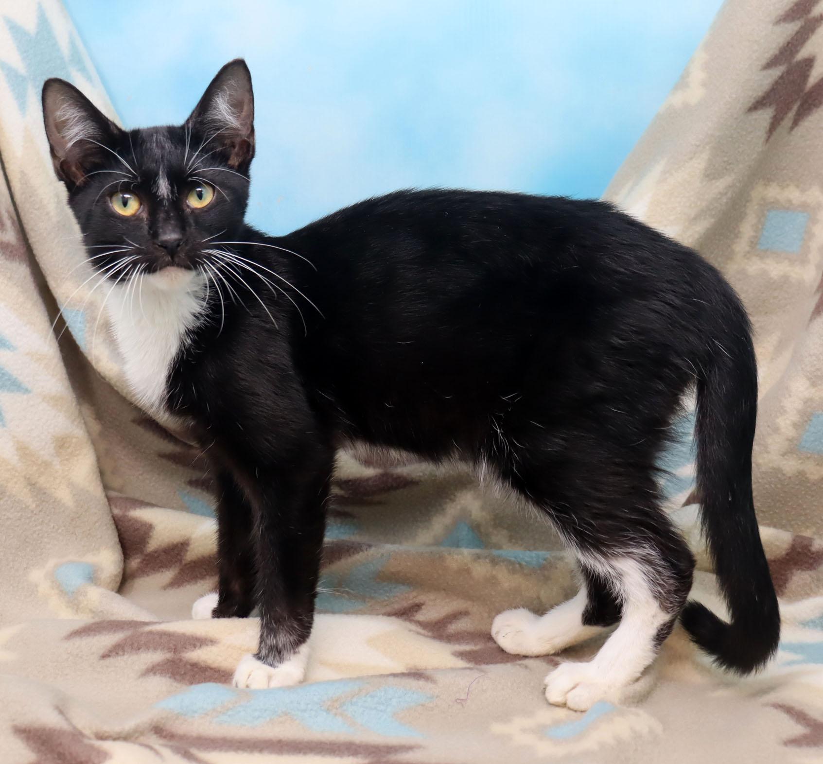 Enlarge Armani, an adopted Domestic Short Hair in Tierra Verde, FL image 4/4