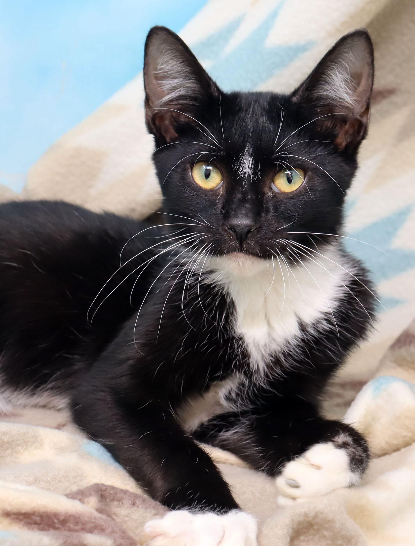 Armani, adopted, Young Male Domestic Short Hair.