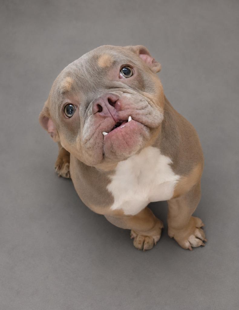 Enlarge Toad, a Adopted French Bulldog in Hardeeville, SC image 1/1