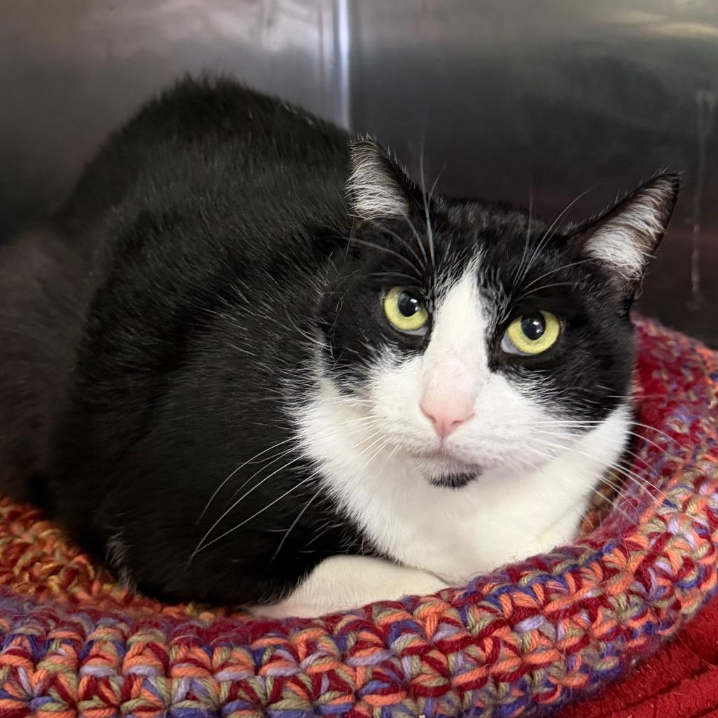 Baby, Adoptable, Adult Female Domestic Short Hair.