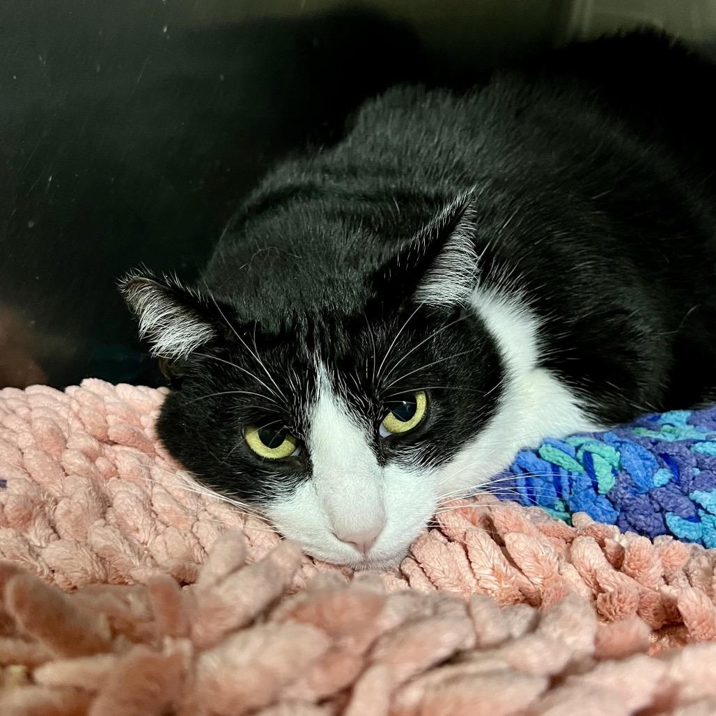 Baby, a Adoptable Domestic Short Hair in Morgan Hill, CA image 2/3