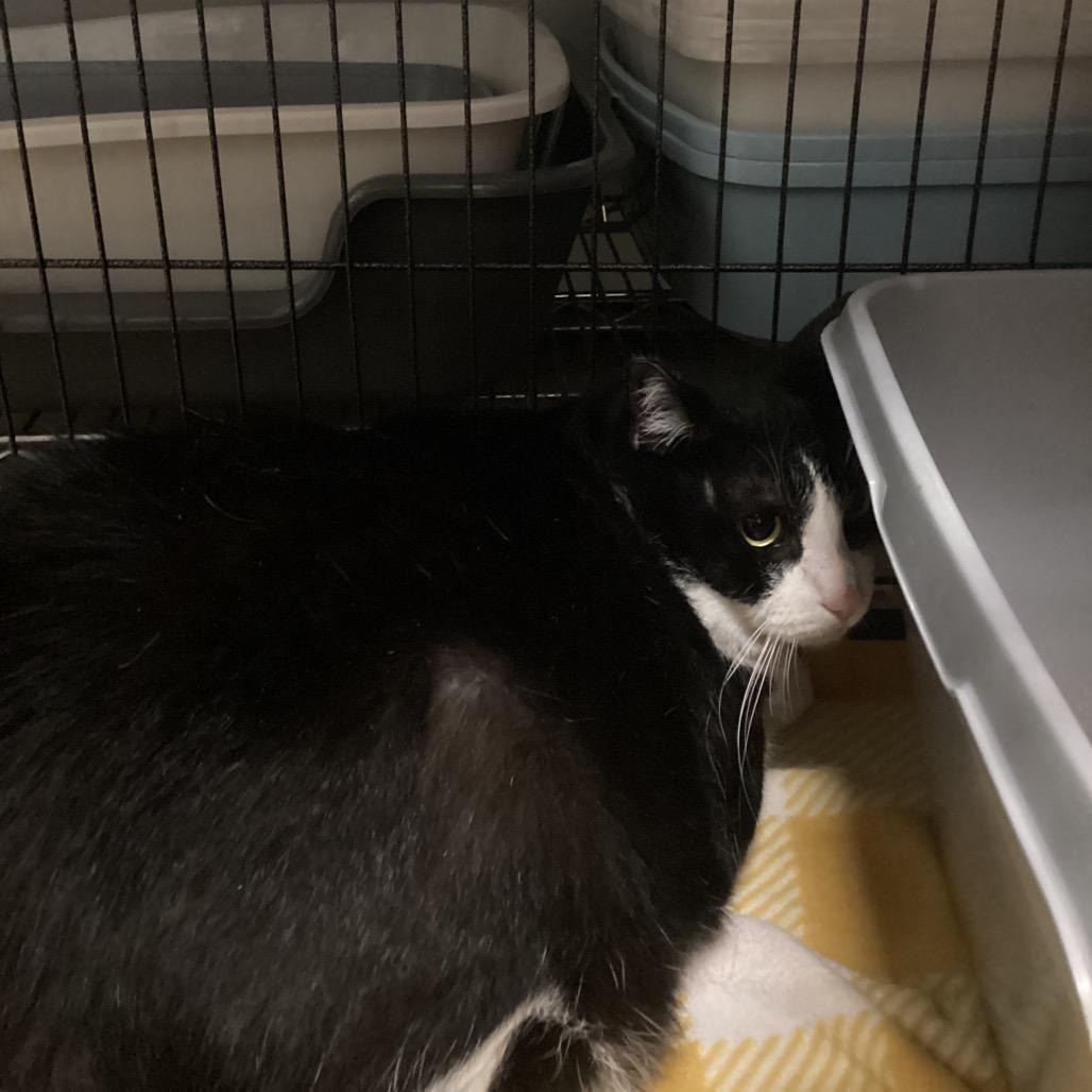 Baby, a Adoptable Domestic Short Hair in Morgan Hill, CA image 3/3