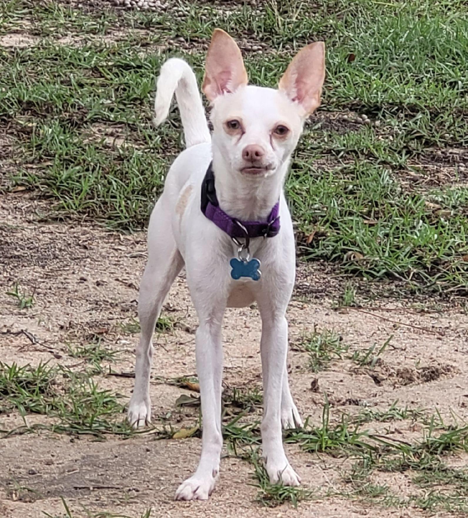 Enlarge Dahlia, a Adoptable mixed breed in warrenville, SC image 3/5