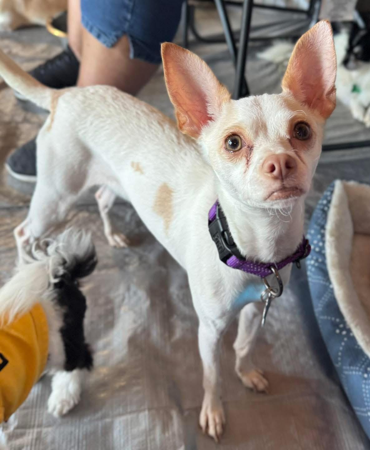 Enlarge Dahlia, a Adoptable mixed breed in warrenville, SC image 2/5