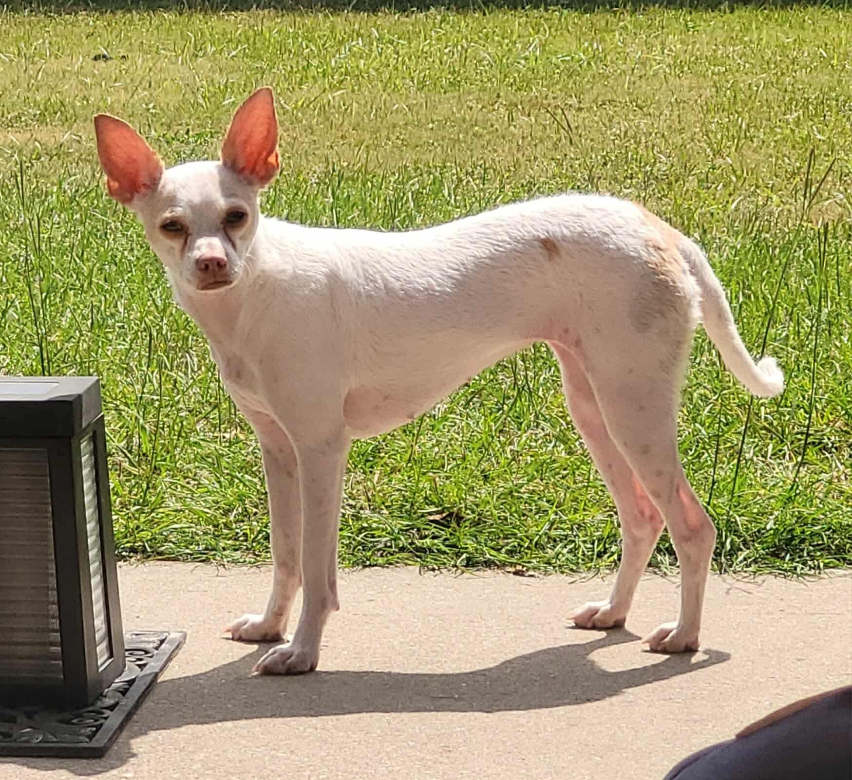 Enlarge Dahlia, a Adoptable mixed breed in warrenville, SC image 1/5