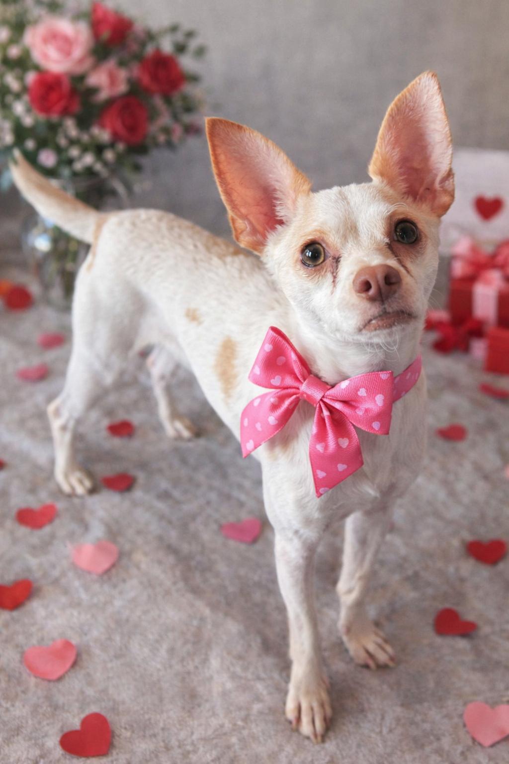 Enlarge Dahlia, a Adoptable mixed breed in warrenville, SC image 1/5