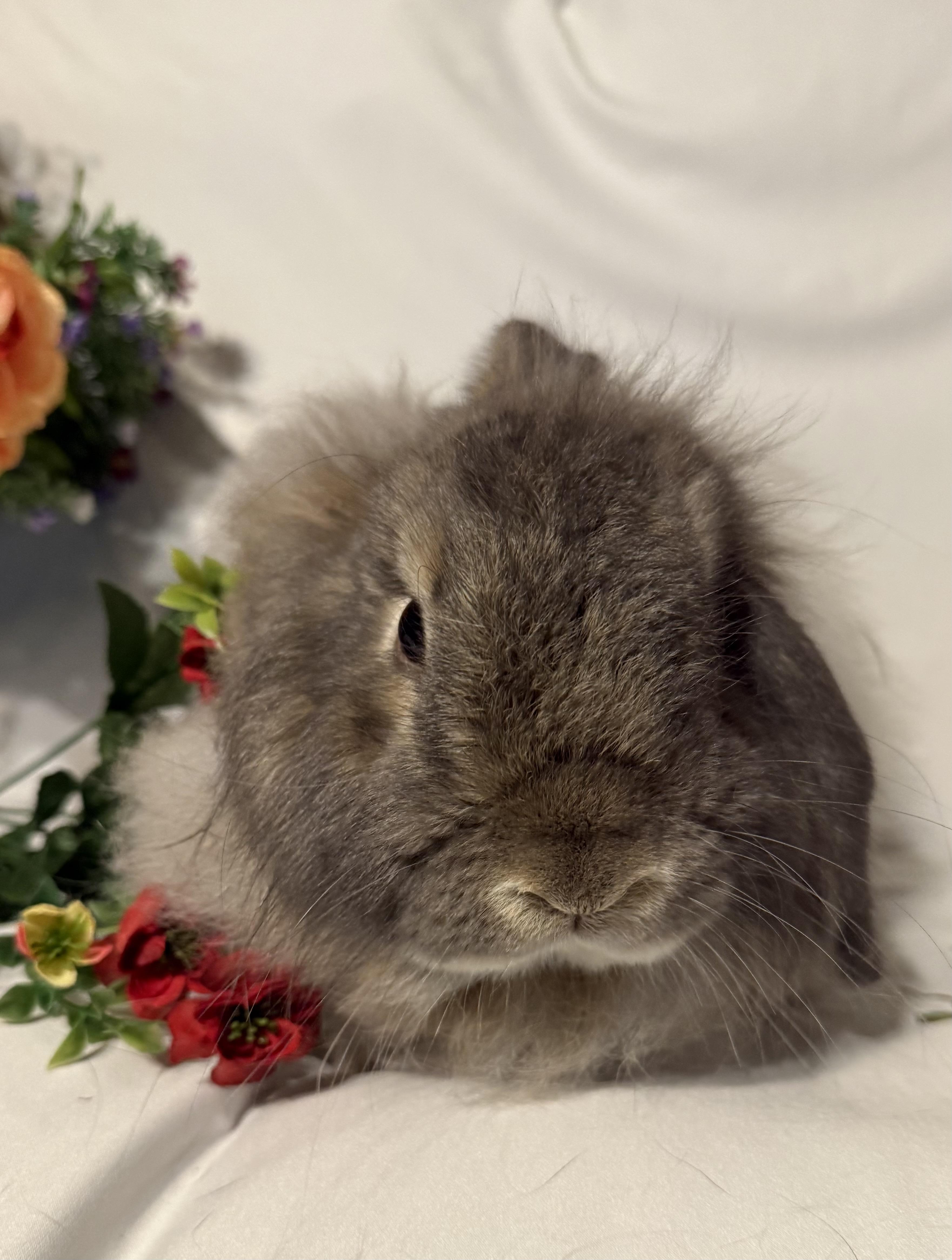 Nash, a Adoptable Angora Rabbit in Norwalk, CT image 1/3