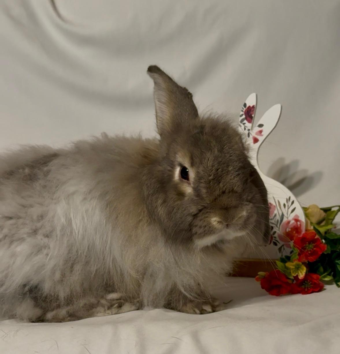 Nash, a Adoptable Angora Rabbit in Norwalk, CT image 2/3