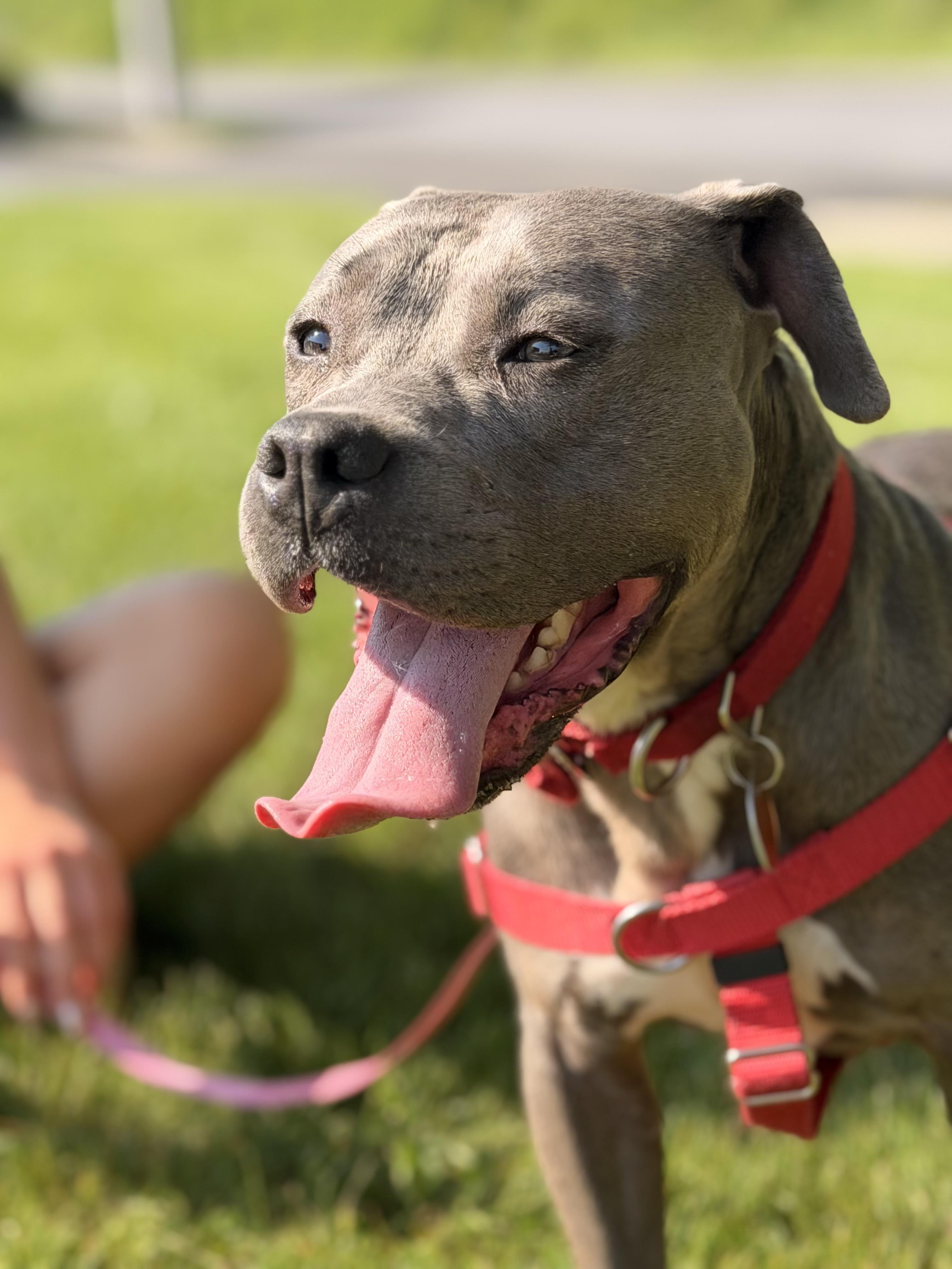 Sophia, a Adoptable mixed breed in Danbury, CT image 1/5