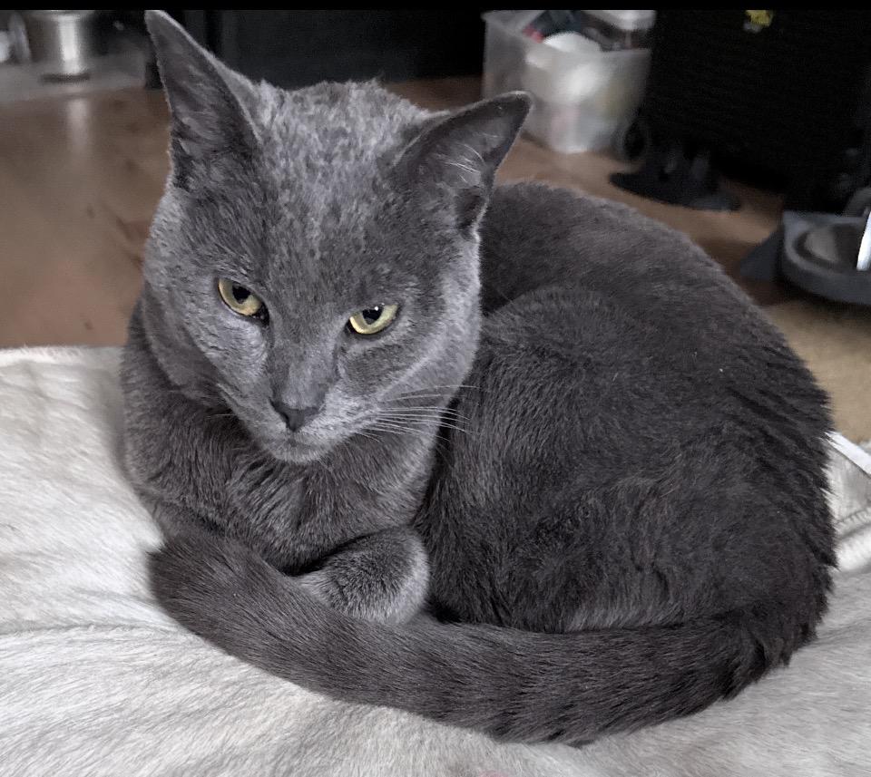 Chet, ADOPTABLE, Young Male Russian Blue & Domestic Short Hair.