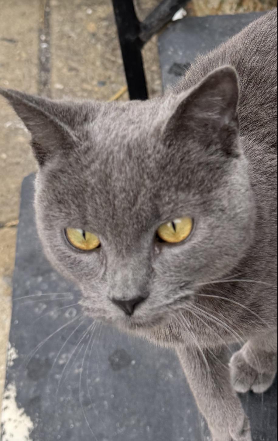 Chet, a ADOPTABLE mixed breed in Philadelphia, PA image 3/3