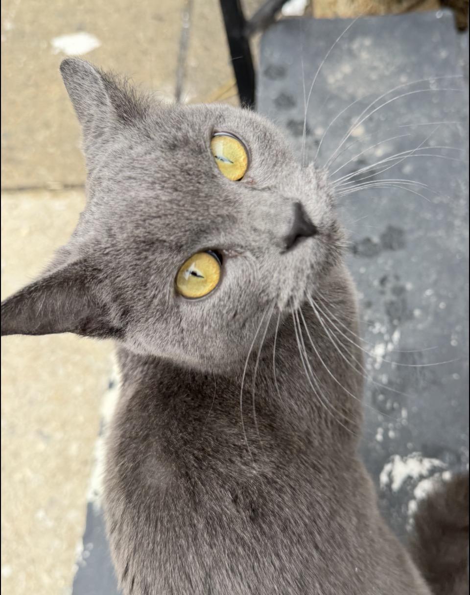 Chet, a ADOPTABLE mixed breed in Philadelphia, PA image 2/3