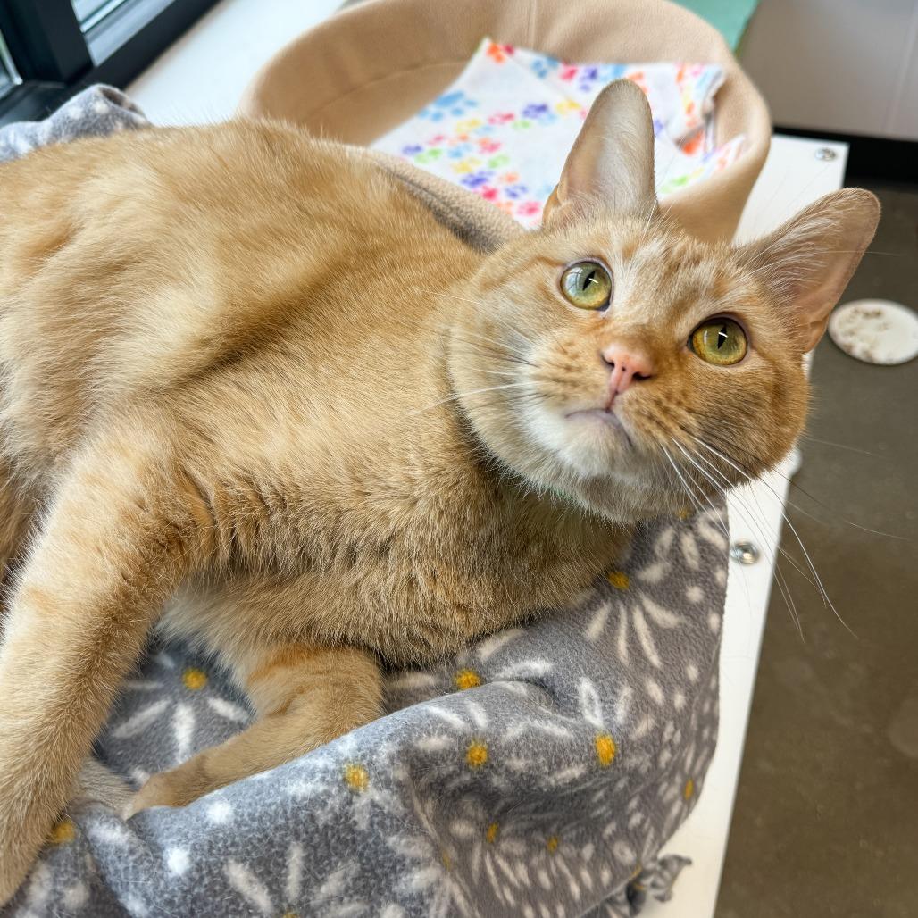 Barley, Adoptable, Adult Male Domestic Short Hair.