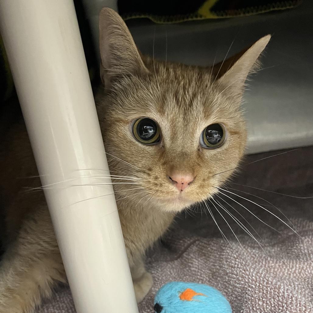 Enlarge Barley, a Adoptable Domestic Short Hair in Fort Wayne, IN image 2/6