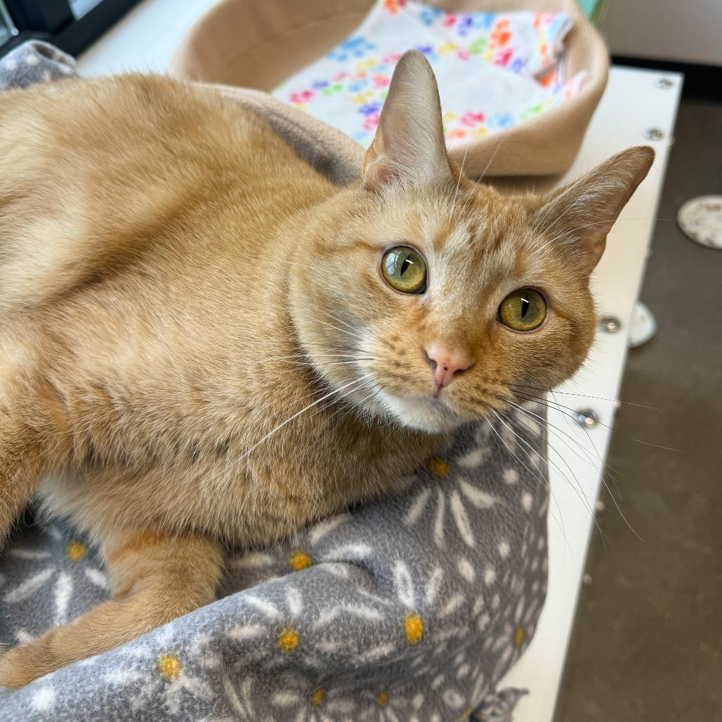 Enlarge Barley, a Adoptable Domestic Short Hair in Fort Wayne, IN image 3/6
