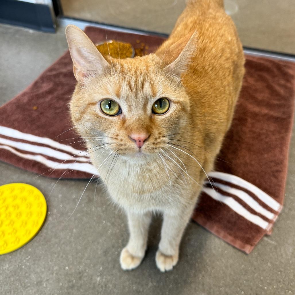 Enlarge Barley, a Adoptable Domestic Short Hair in Fort Wayne, IN image 4/6
