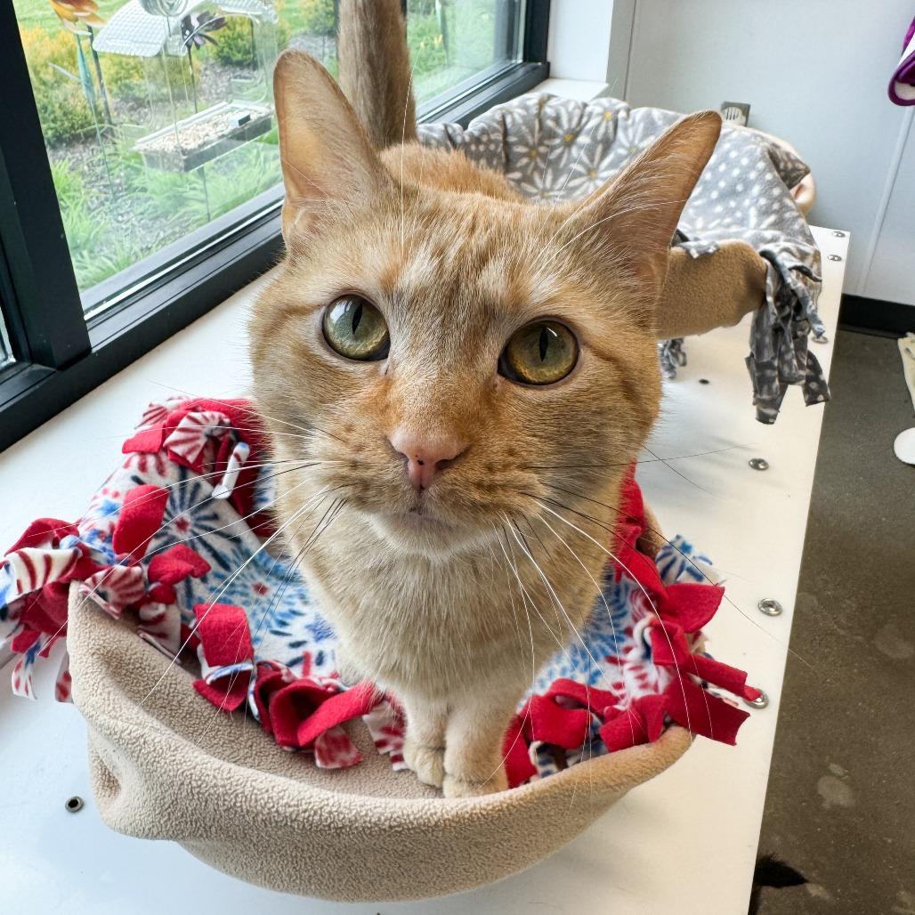 Enlarge Barley, a Adoptable Domestic Short Hair in Fort Wayne, IN image 5/6