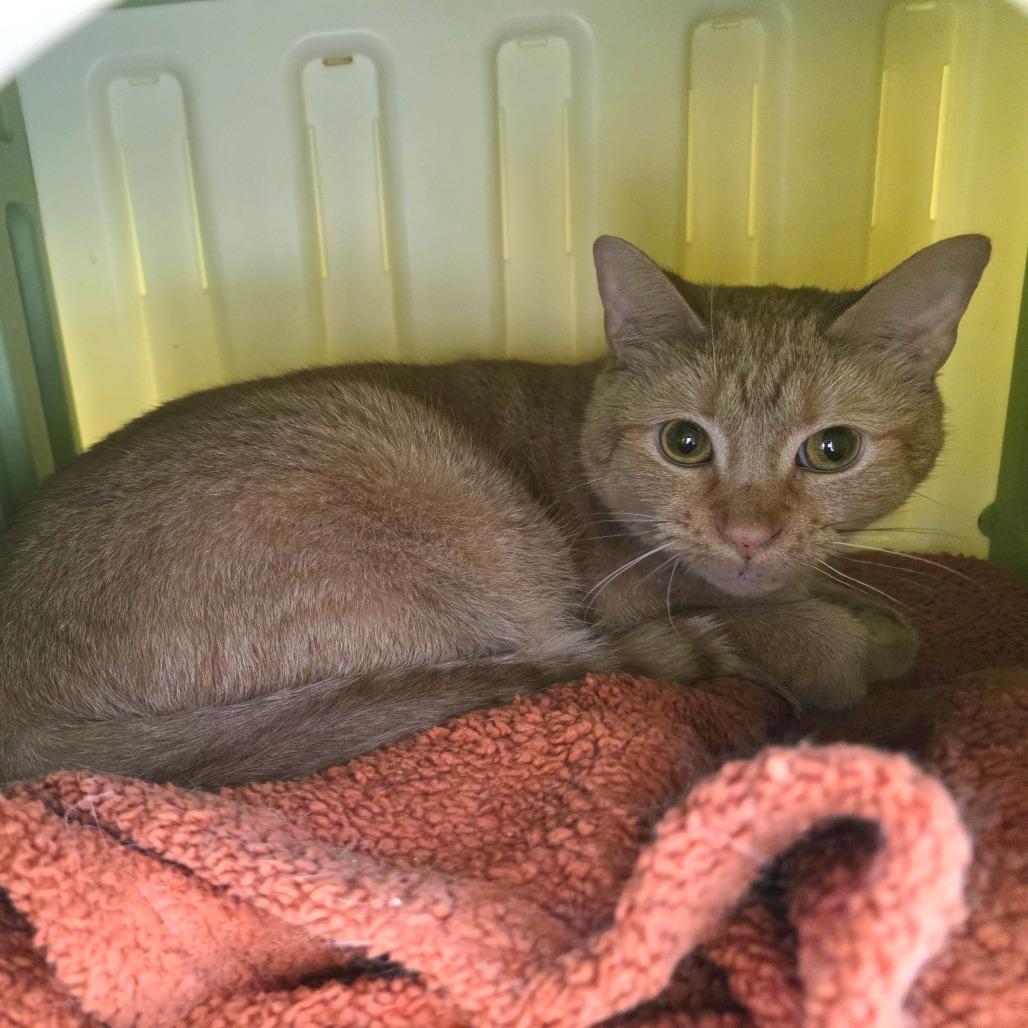 Enlarge Barley, a Adoptable Domestic Short Hair in Fort Wayne, IN image 6/6