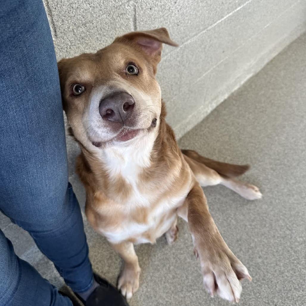 Tanner Blue, Adoptable, Adult Male Mixed Breed.