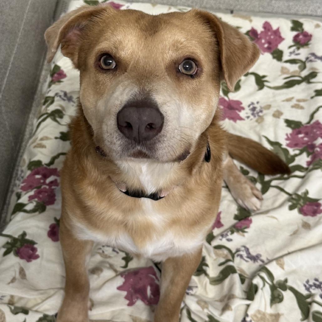 Tanner Blue, a Adoptable Mixed Breed in Columbus, NC image 2/6