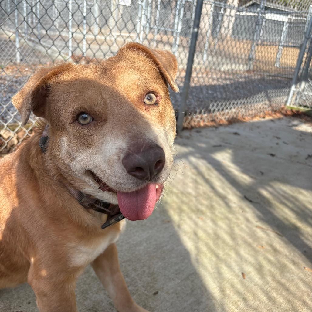 Tanner Blue, a Adoptable Mixed Breed in Columbus, NC image 4/6