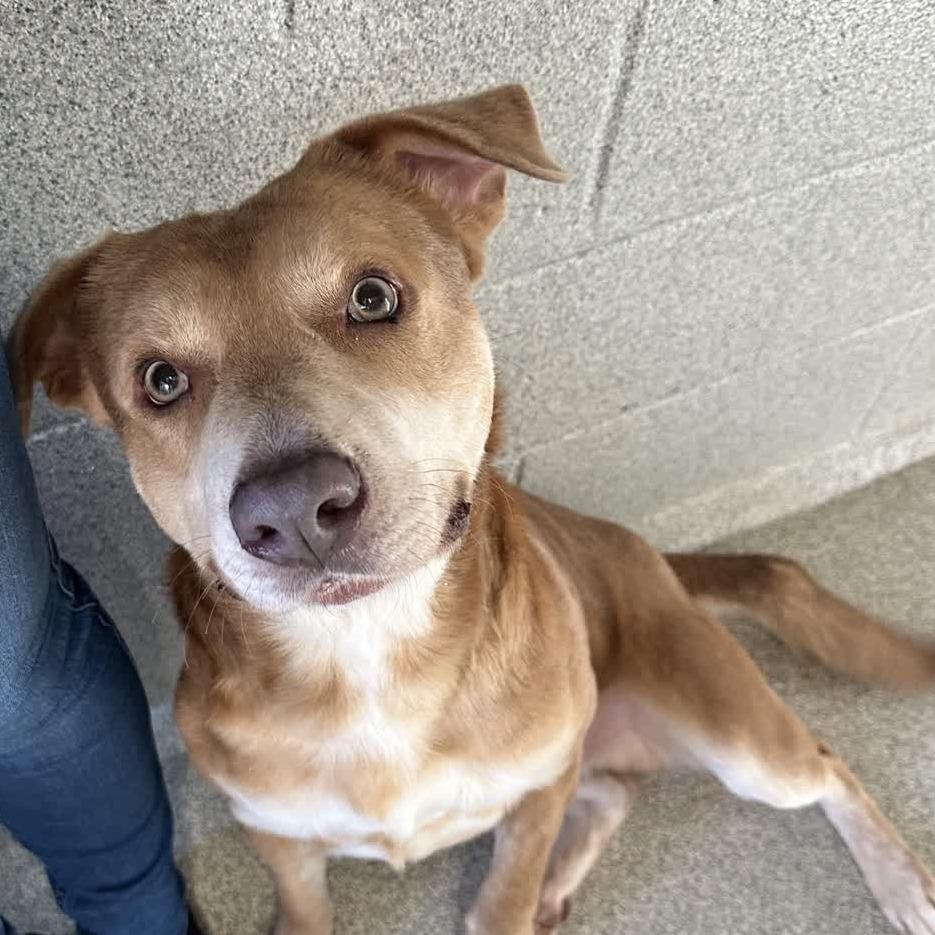 Tanner Blue, a Adoptable Mixed Breed in Columbus, NC image 6/6