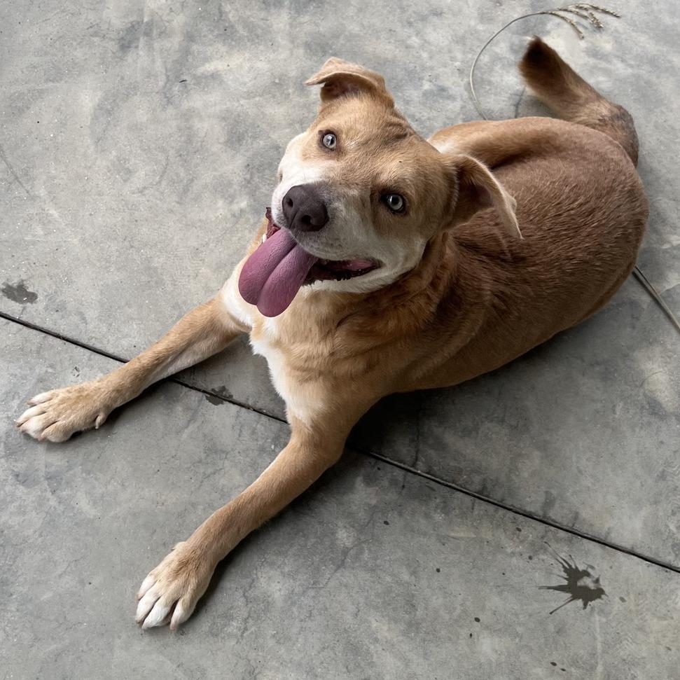 Tanner Blue, a Adoptable Mixed Breed in Columbus, NC image 6/6