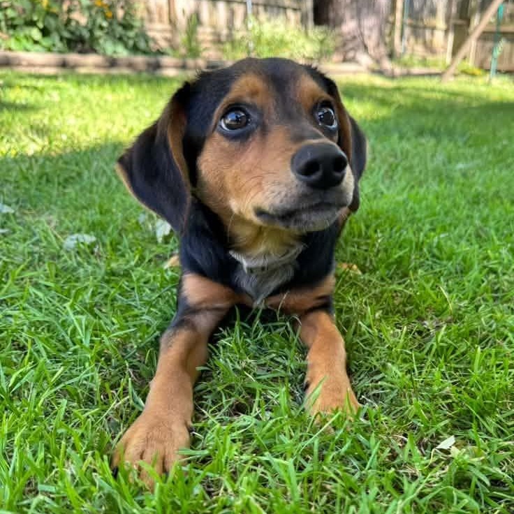 Enlarge MC, a Adoptable Mixed Breed in Racine, WI image 2/4