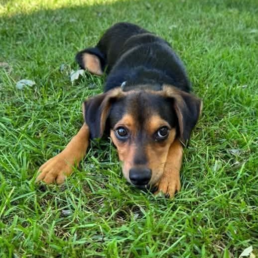 Enlarge MC, a Adoptable Mixed Breed in Racine, WI image 4/4