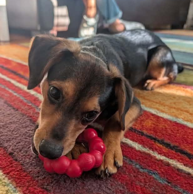 Enlarge MC, a Adoptable Mixed Breed in Racine, WI image 3/4