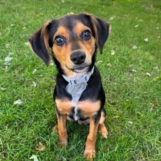Enlarge MC, a Adoptable Mixed Breed in Racine, WI image 1/4