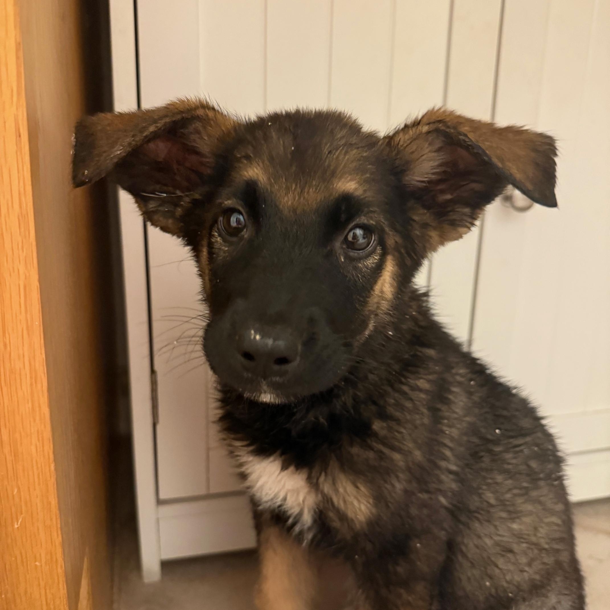 Bonnie, Adopted, Puppy Female German Shepherd Dog.