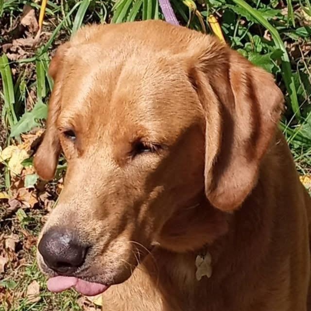Enlarge Charlie, a Adoptable mixed breed in Jay, NY image 4/6