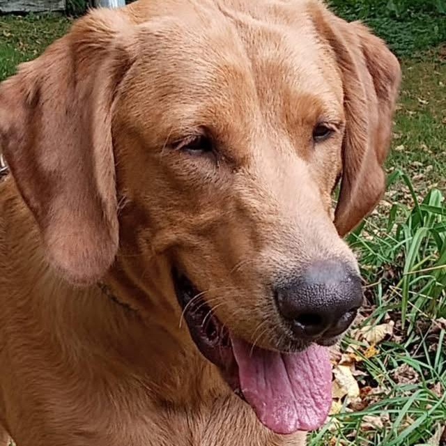 Enlarge Charlie, a Adoptable mixed breed in Jay, NY image 5/6