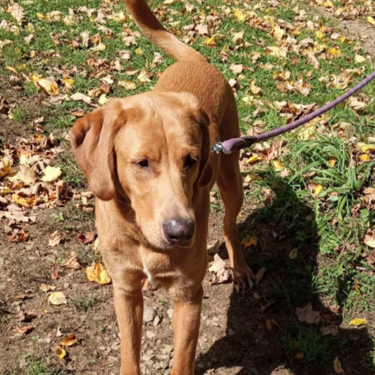 Enlarge Charlie, a Adoptable mixed breed in Jay, NY image 6/6